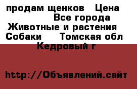 продам щенков › Цена ­ 15 000 - Все города Животные и растения » Собаки   . Томская обл.,Кедровый г.